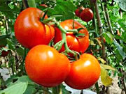 旱地西红柿